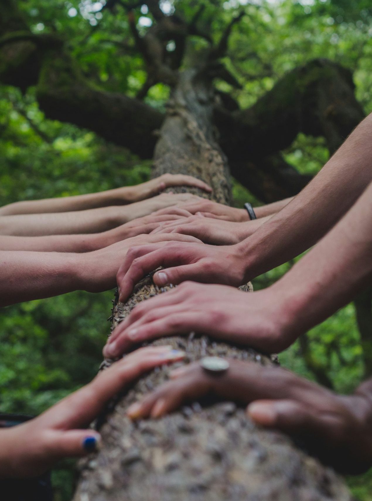View looking up to the canopy from the base of a tree trunk. I0 human hands evenly spaced at the base of the trunk.
